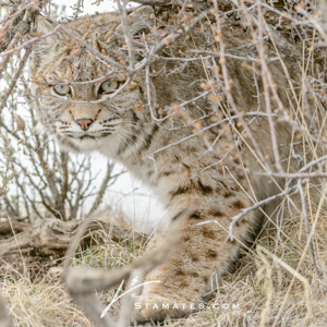 Bobcat-0909