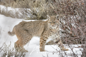 Bobcat-0914