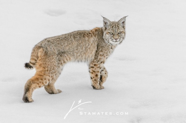 Bobcat Snow