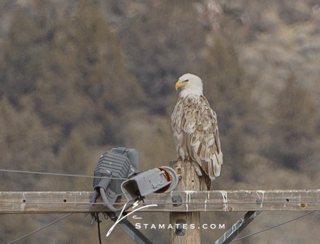 leucistic eagle