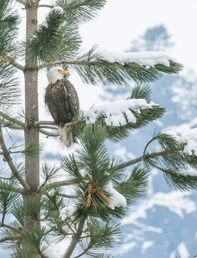 Bald Eagle-_JSC7580