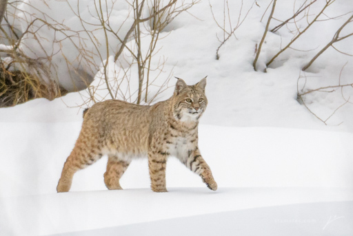 Bobcat-_8105945