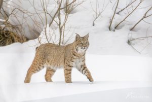 bobcat