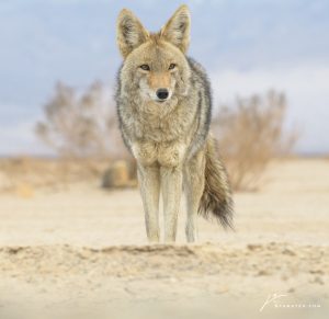 coyote