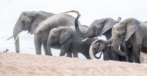 elephant-group