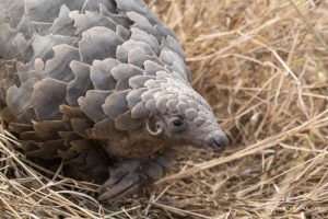 pangolin