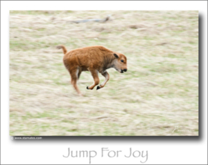 100628-17 Jump for Joy