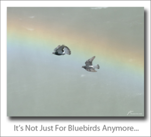 110613-66 Bluebirds