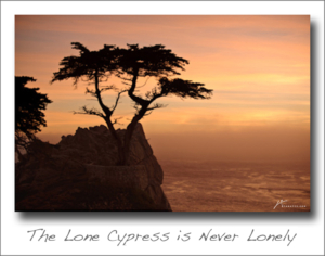 110627-68 Lone Cypress