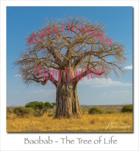 161225 Baobab