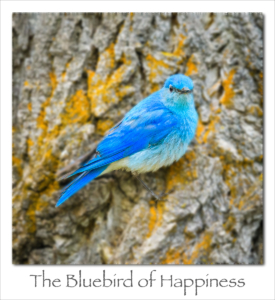 170828 Bluebird of Happiness