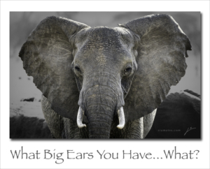 180416 What Big Ears