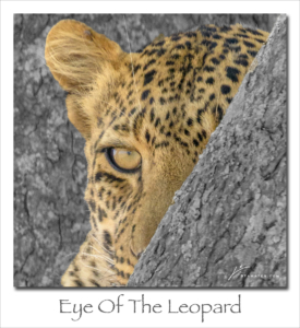 190304 Eye of the Leopard