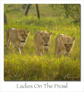 190415 Ladies On The Prowl