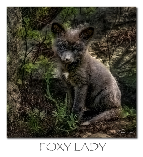 231016-FOXY-LADY