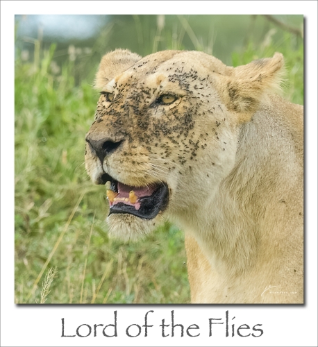 231023-Lord-of-the-Flies