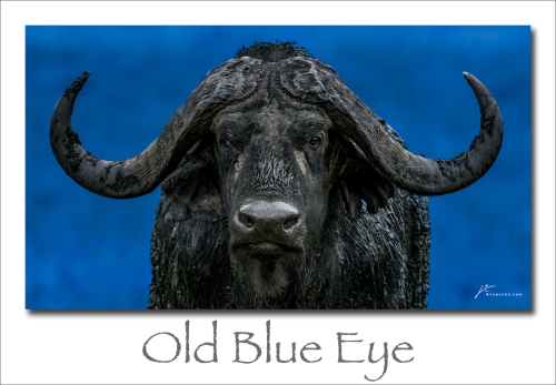 240108-Old-Blue-Eye