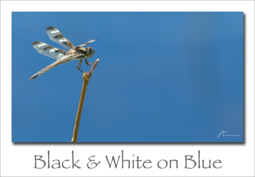 240115-BlackWhite-on-Blue