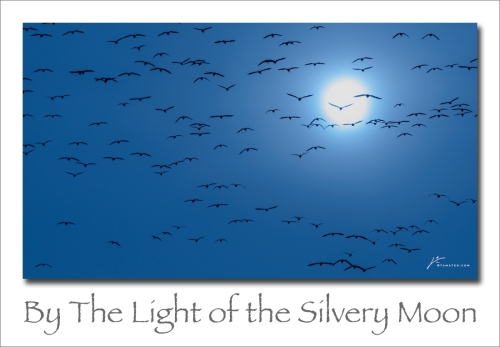 240129-By-The-Light-Of-The-Silvery-Moon