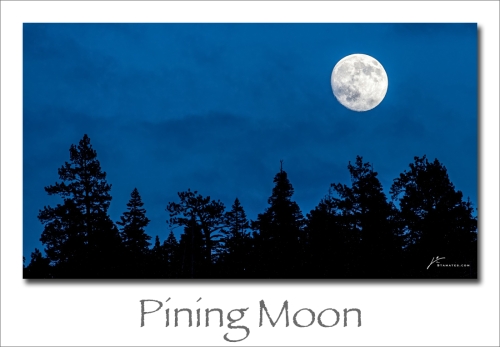 240205-Pining-Moon
