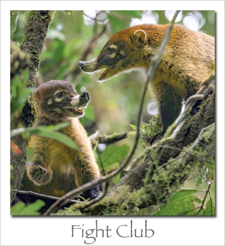 240415-Fight-Club