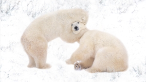 Polar Hug