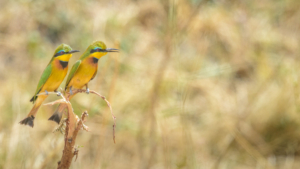 BEE EATERS