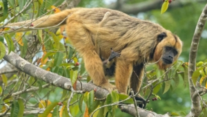 REACHING OUT Capuchin Monkey