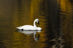 DR-Swan+Reflection