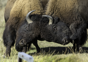 dbh American Bison - Butting Heads