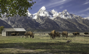dbh Grand Teton Pastoral Scene - Bison at the Ranch