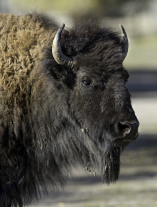 dbh Portrait of an American Bison