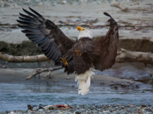 Bob Slott-8523 eagle resisting attack in the air-       