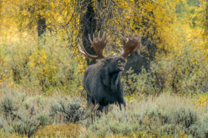Dick E 03 Moose, Tetons 2016