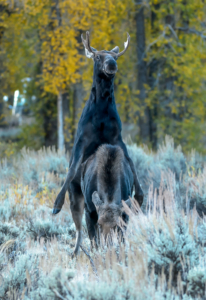 Dick E 07 Moose, Tetons 2016