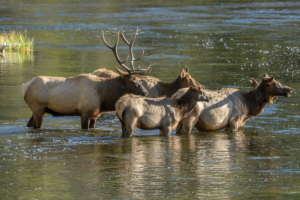 Dick E 13 Elk, Tetons 2016