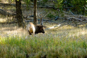 Dick E 15 Elk, Tetons 2016