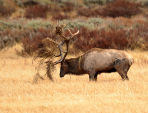 Dick E 17 Elk, Tetons 2016