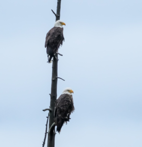 Dick E 24 Bald Eagle, Tetons 2016