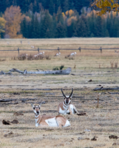 Teri L mr and mrs pronghorn