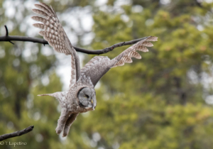 Teri L owl in flight