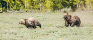 Andy Phan Bear is chasing, Grizzly Bear 1 