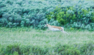 Andy Phan Pronghorn in slow motion art 
