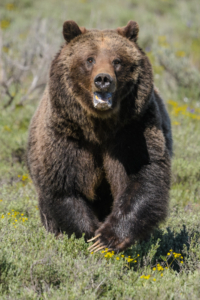 JS -Grizzly- 5009089 