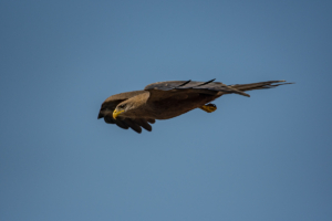 AP-Black-shouldered Kite