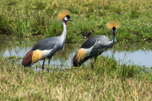 AP-Grey-crowned Cranes