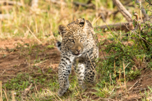 AP-Leopard Cub