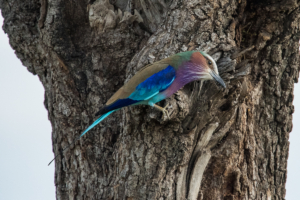 AP-Lilac-breasted Roller