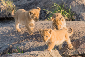 AP-Babies Lion 1