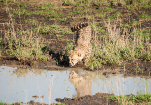 AP-Cheetah in drinking water 1